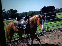 Colt starting